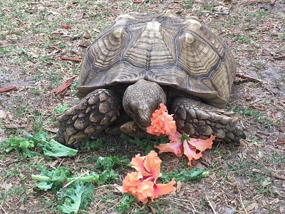 tortoise eating vegatation