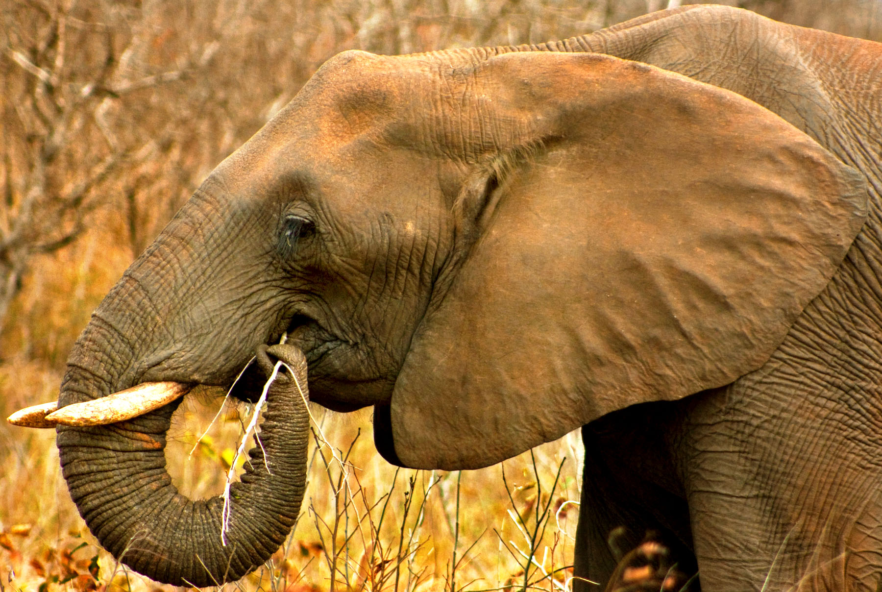 Elephant in color