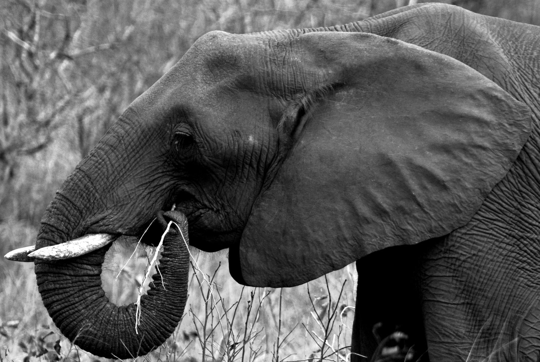 an elephant in black and white