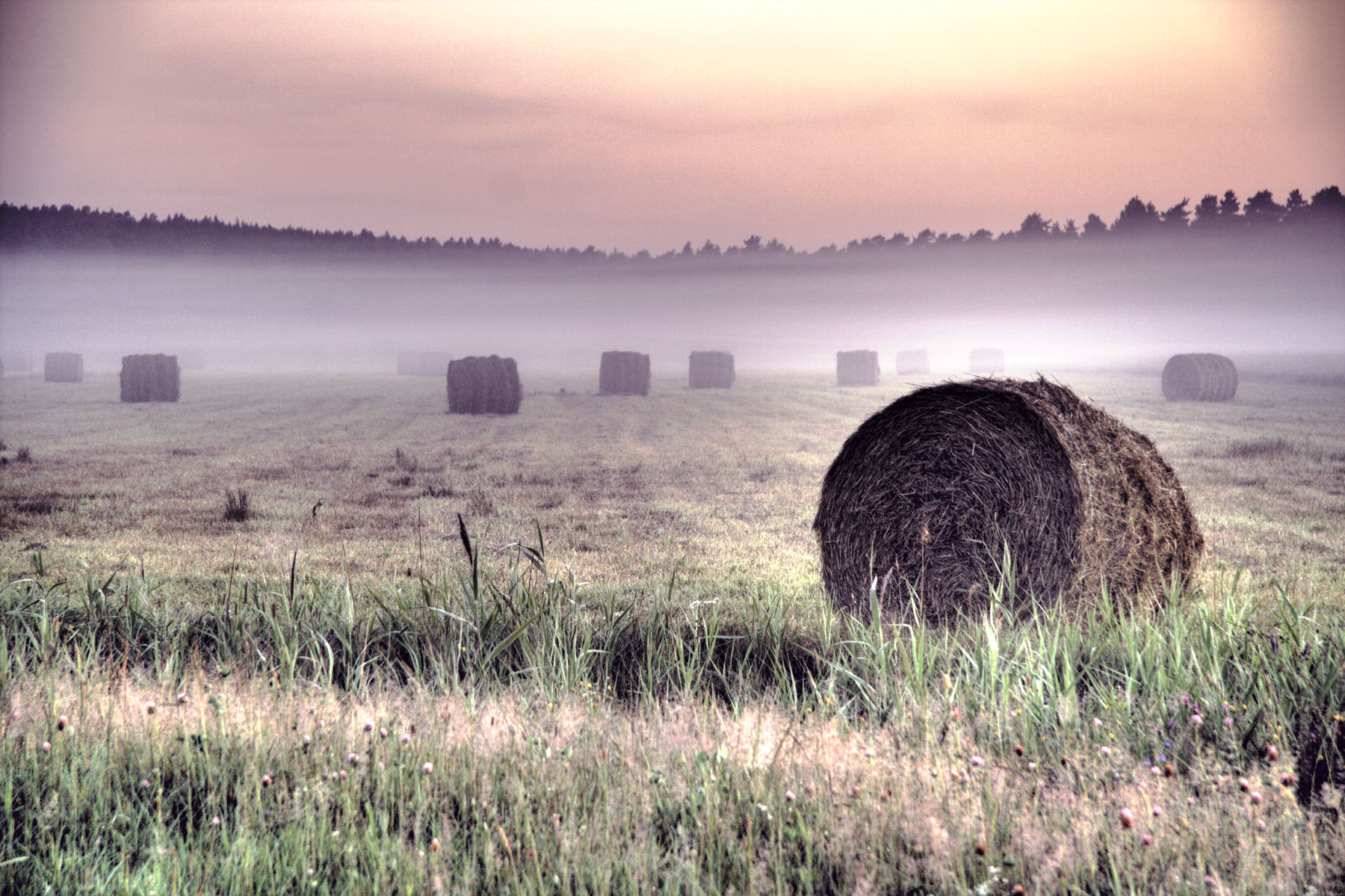 A field in color
