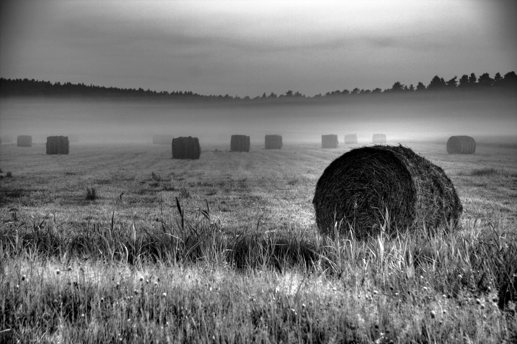 A field in black and white