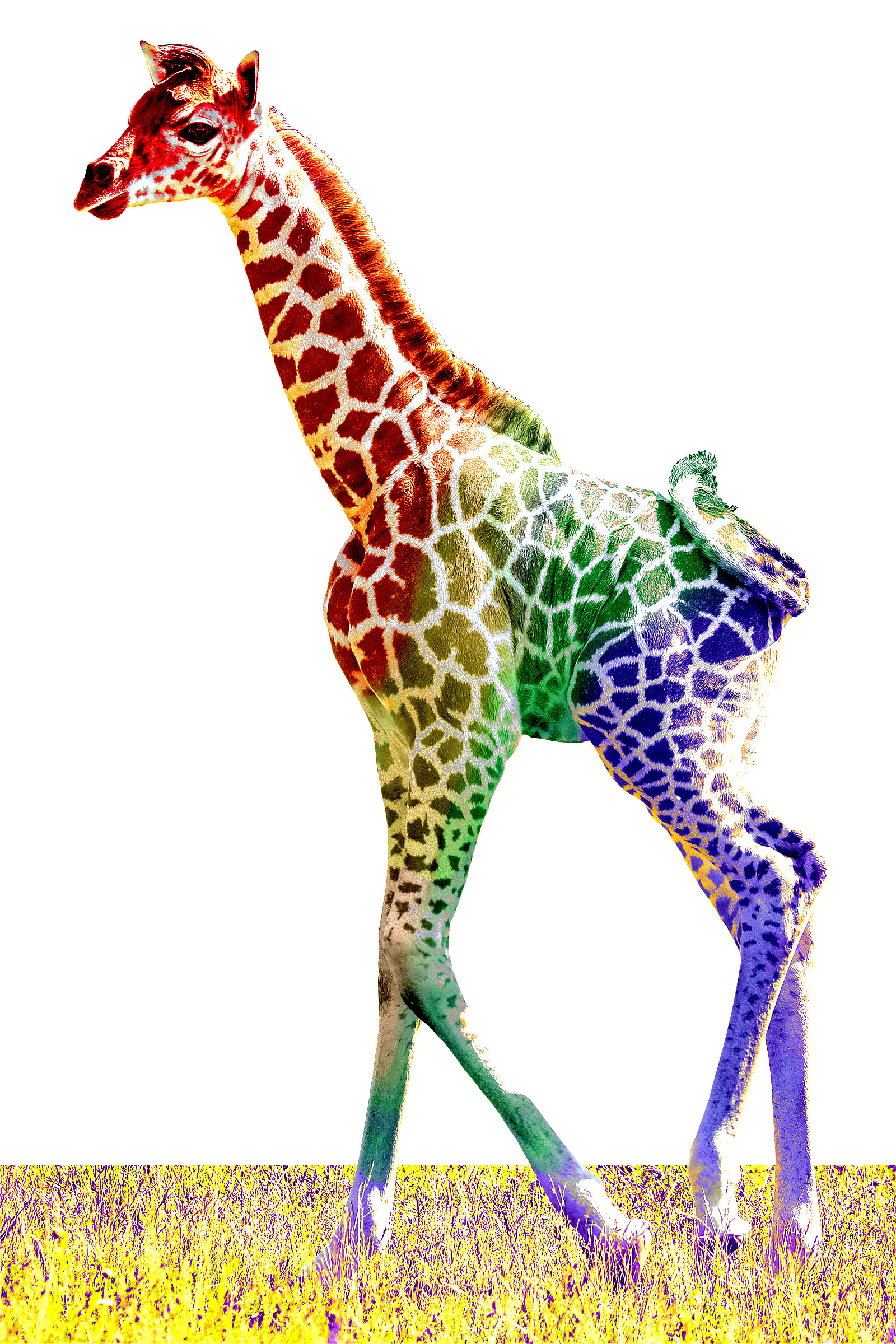 A chromatic giraffe in a field